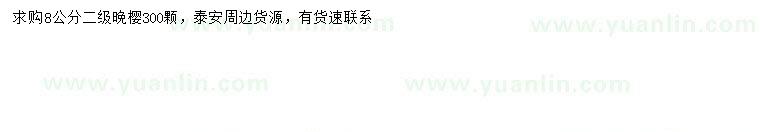 求購8公分晚櫻