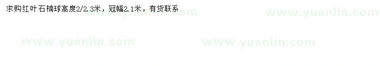 求購冠幅2.1米紅葉石楠球