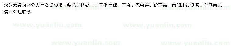 求購米徑14公分大葉女貞