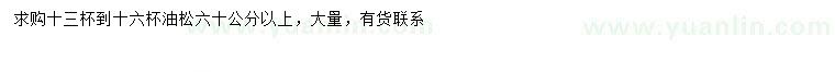 求購60公分以上油松