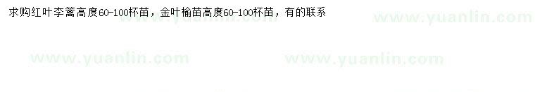 求購(gòu)高60-100公分紅葉李、金葉榆