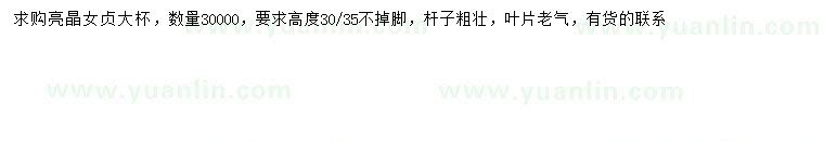 求購高30-35公分亮晶女貞