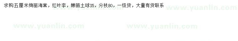 求購(gòu)5公分絢麗海棠、紅葉李