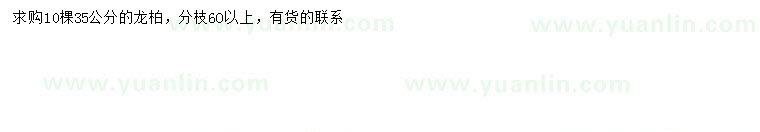 求購35公分龍柏