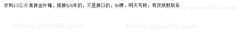 求購13公分高接金葉槐