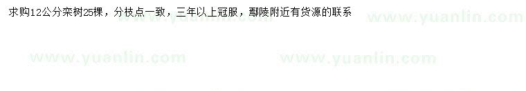 求購12公分欒樹