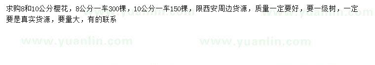 求購8、10公分櫻花