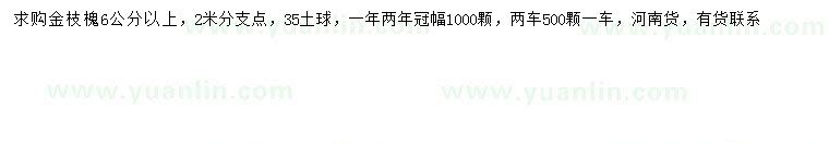 求購6公分以上金枝槐