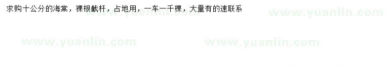 求購10公分海棠