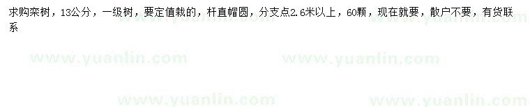 求購13公分欒樹