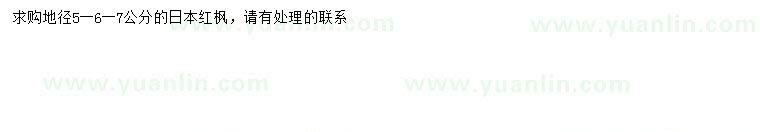 求購地徑5、6、7公分日本紅楓