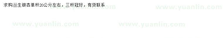 求購20公分左右叢生銀杏