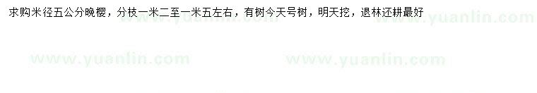 求購米徑5公分晚櫻