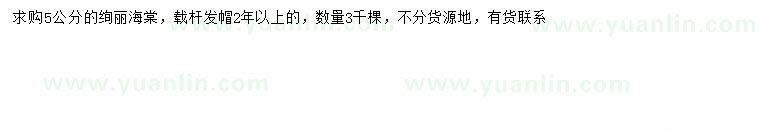 求購(gòu)5公分絢麗海棠