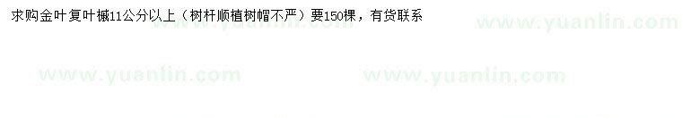 求購11公分以上金葉復(fù)葉槭