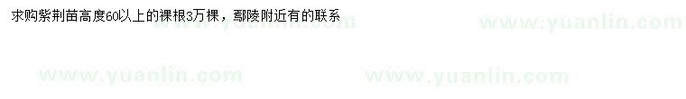 求購高60公分以上紫荊