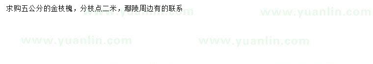 求購5公分金枝槐
