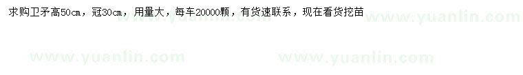 求購高50公分衛(wèi)矛