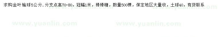 求購(gòu)冠幅1米金葉榆球