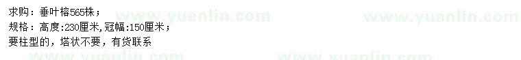 求購(gòu)高230公分垂葉榕