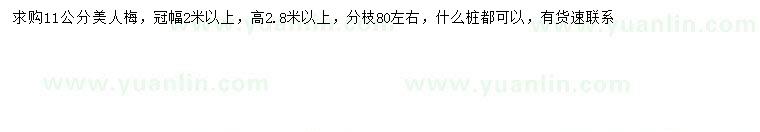 求購11公分美人梅