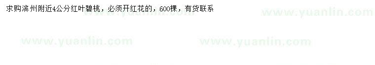 求購4公分紅葉碧桃