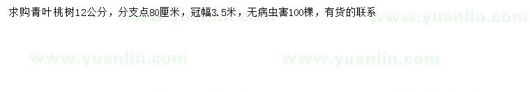 求購12公分桃樹