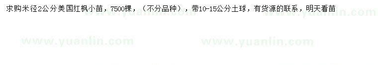 求購米徑2公分美國紅楓小苗