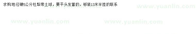 求購(gòu)地徑5公分杜梨