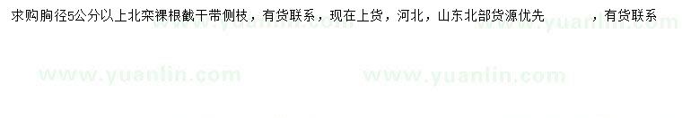 求購胸徑5公分以上北欒
