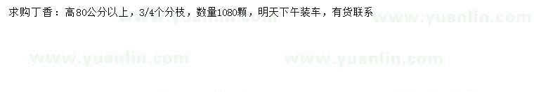 求購高80公分以上丁香
