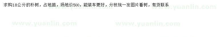 求購(gòu)18公分樸樹
