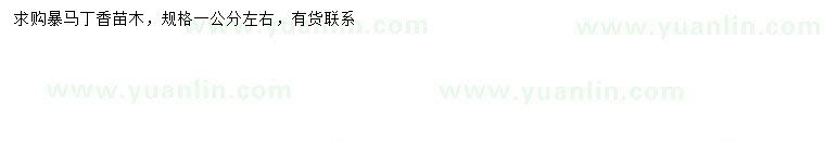 求購1公分左右暴馬丁香