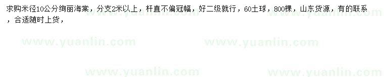 求購米徑10公分絢麗海棠