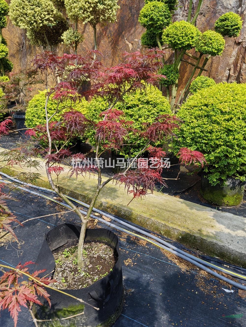 浙江蕭山造型羽毛楓工程庭院綠化-浙江蕭山造型羽毛楓苗栽種