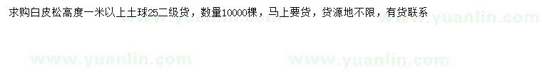 求購高1米以上白皮松