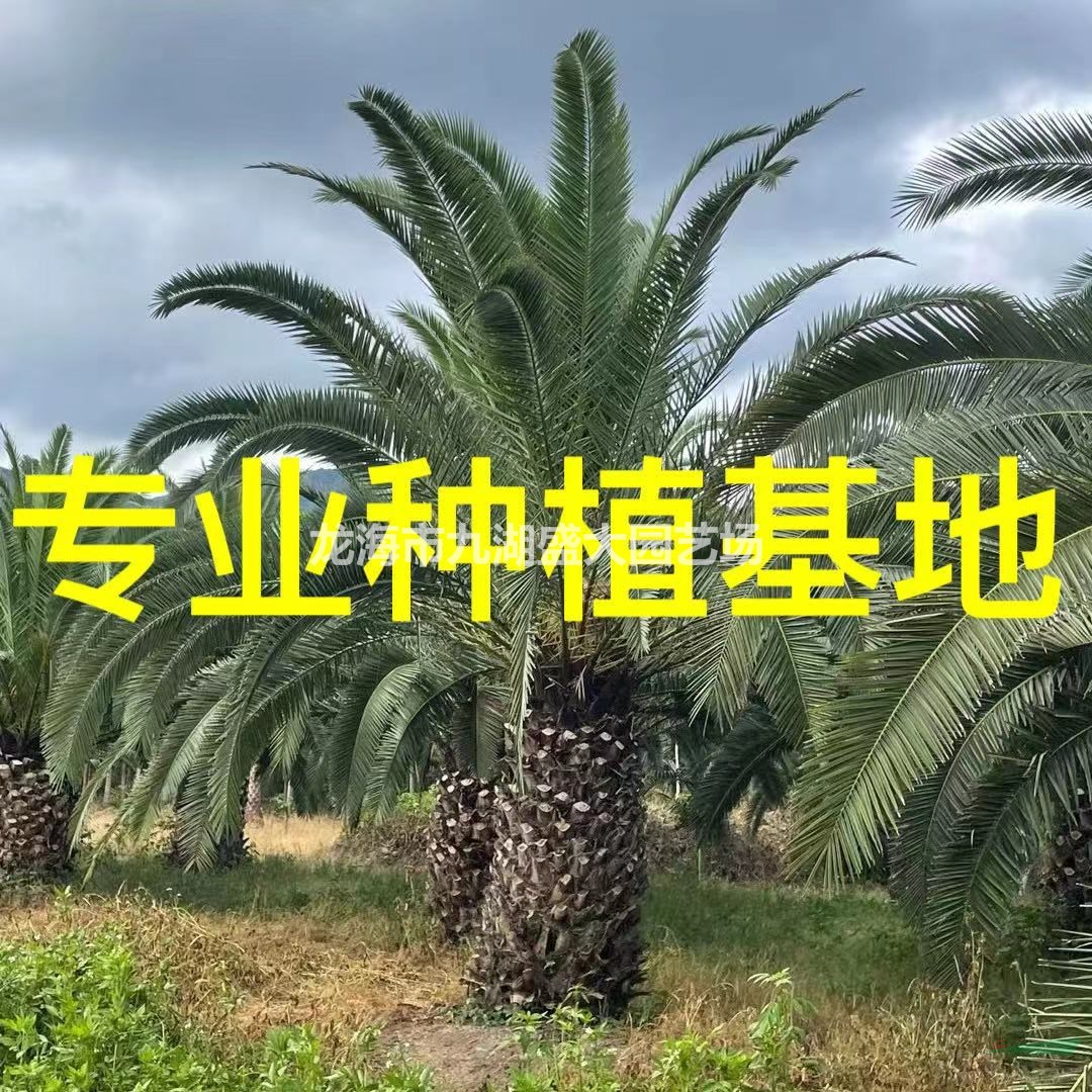 福建加拿利海棗專業(yè)種植基地