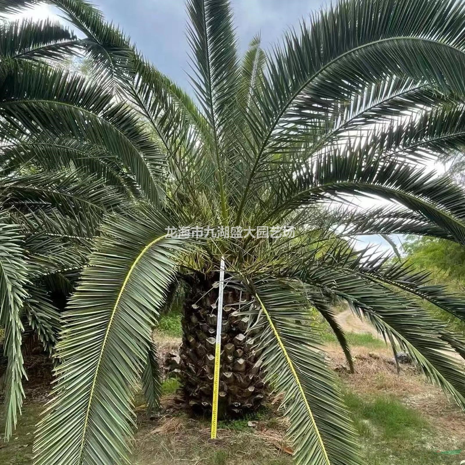 福建加拿利海棗專業(yè)種植基地