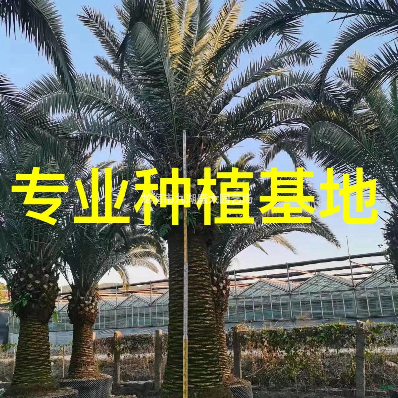 加拿利海棗的種植栽培上擁有獨(dú)特的種植栽培技術(shù)