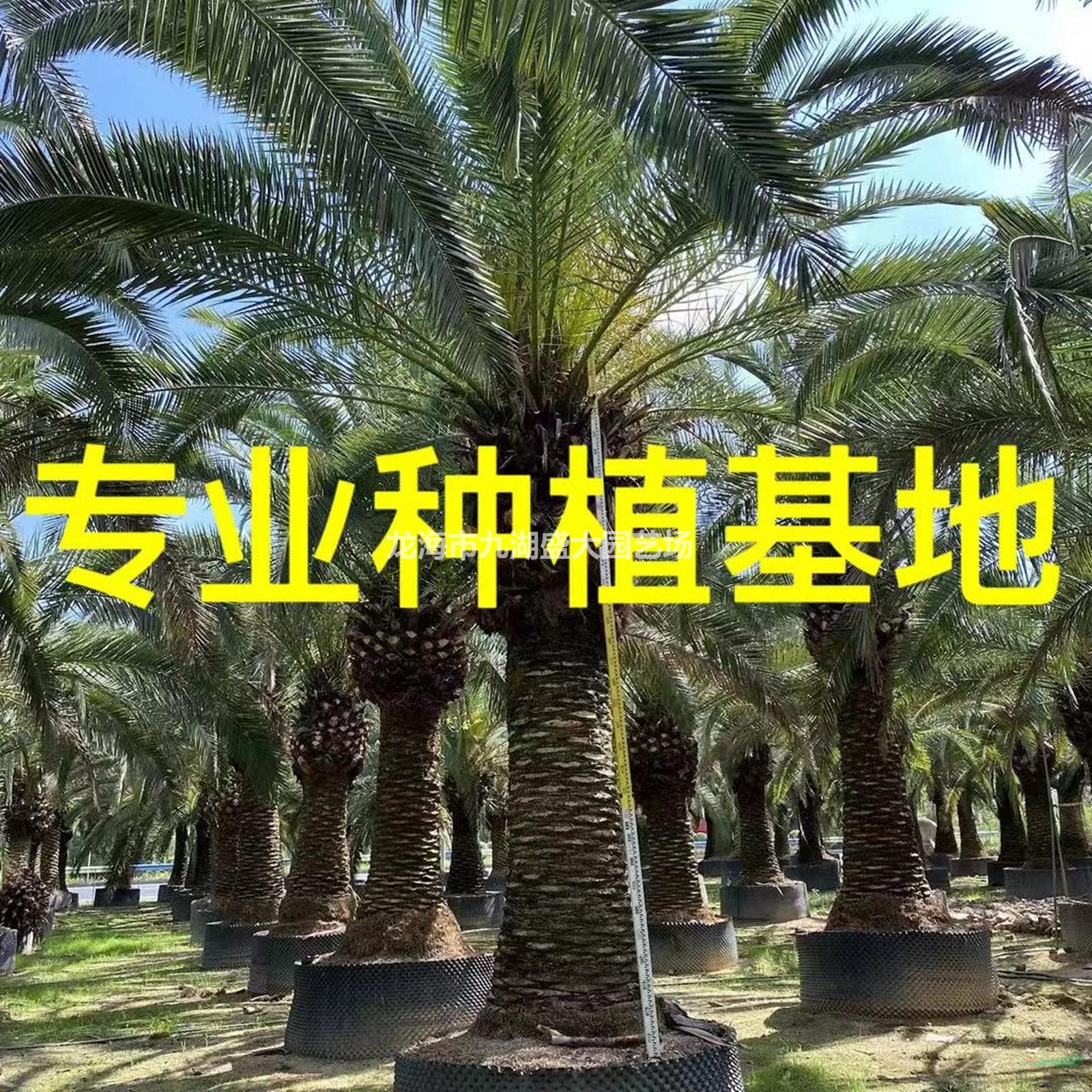 加拿利海棗的種植栽培上擁有獨(dú)特的種植栽培技術(shù)