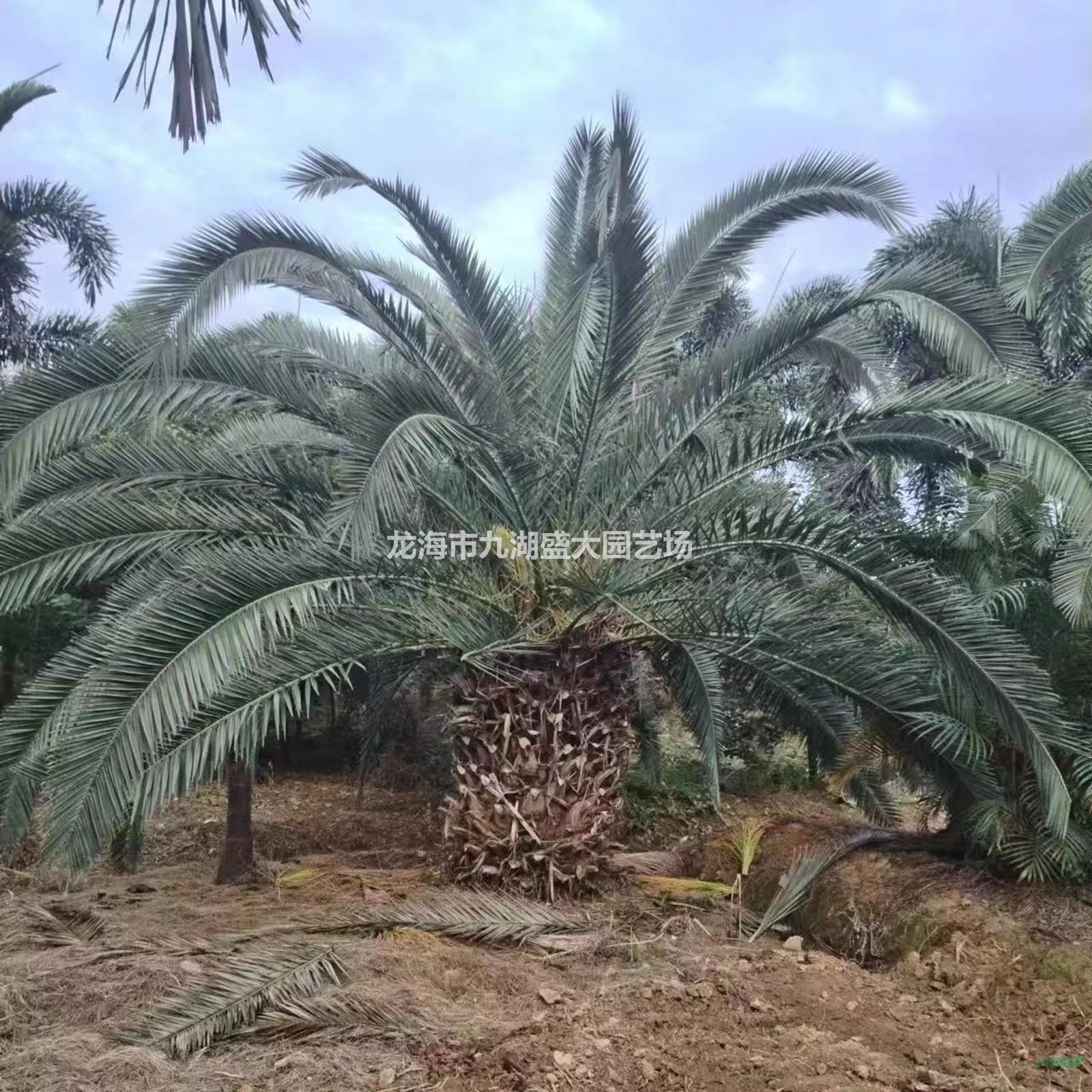 本基地所種植的加拿利海棗品質(zhì)優(yōu)良