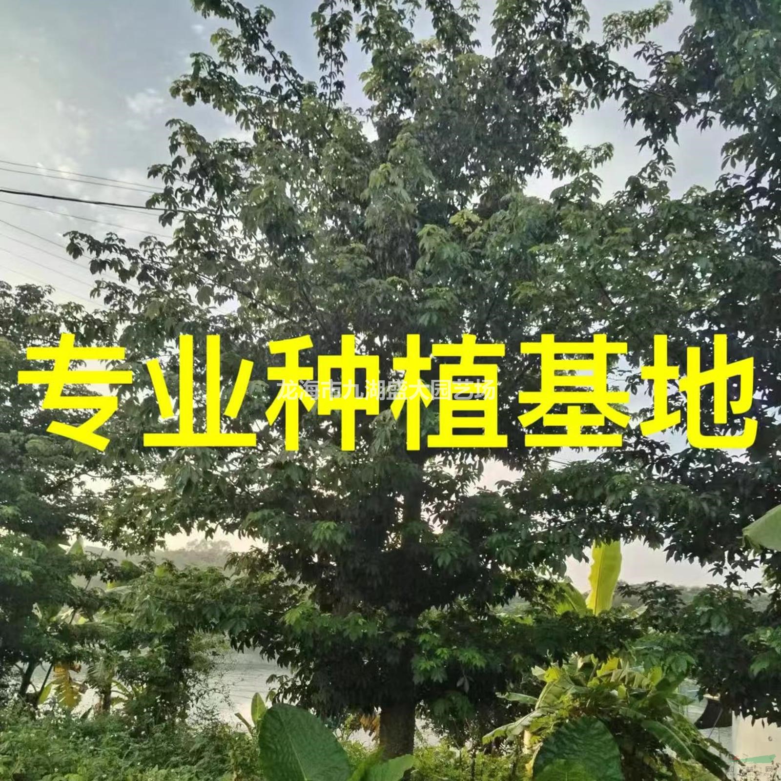 福建專業(yè)供應(yīng)美人樹