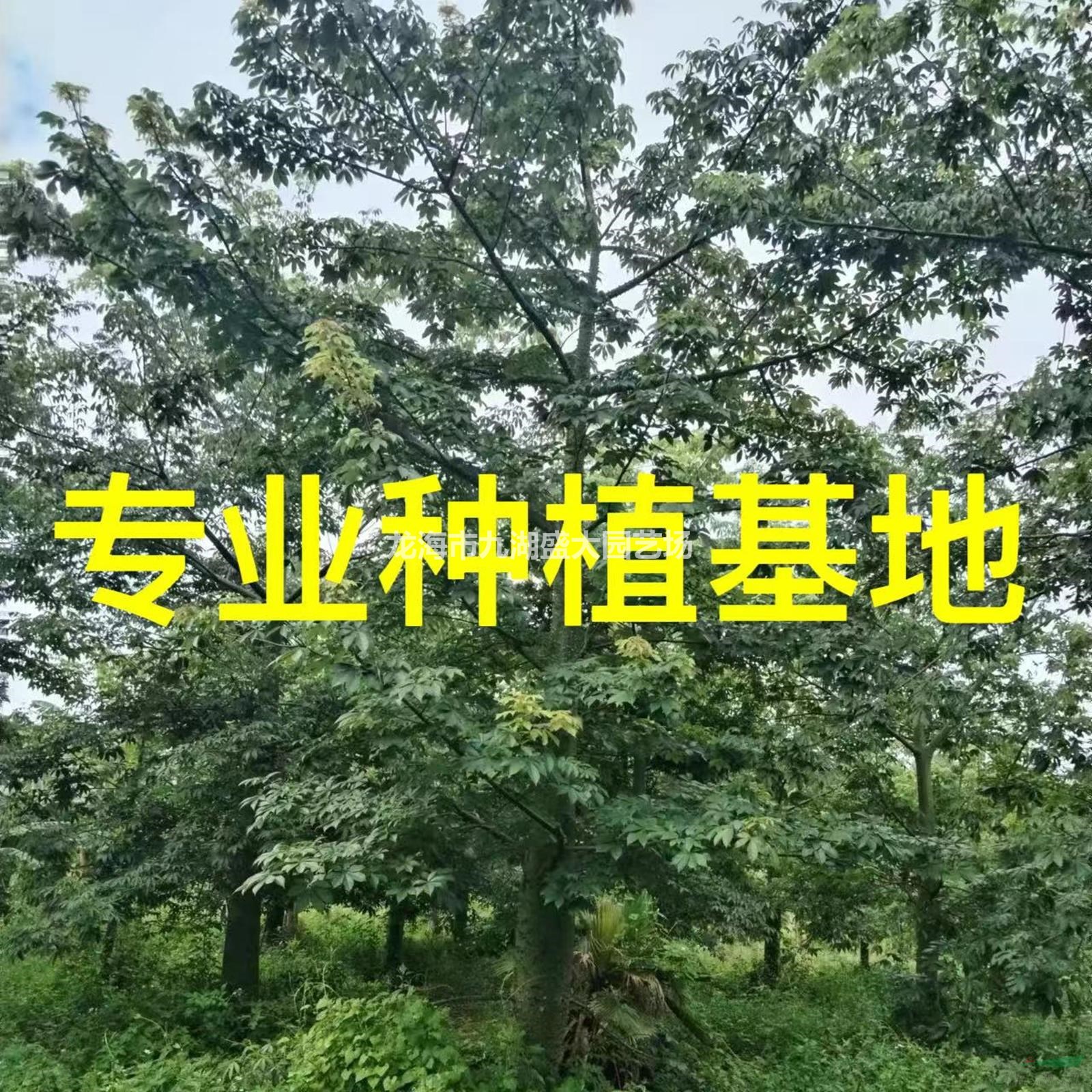 福建專業(yè)供應(yīng)美人樹