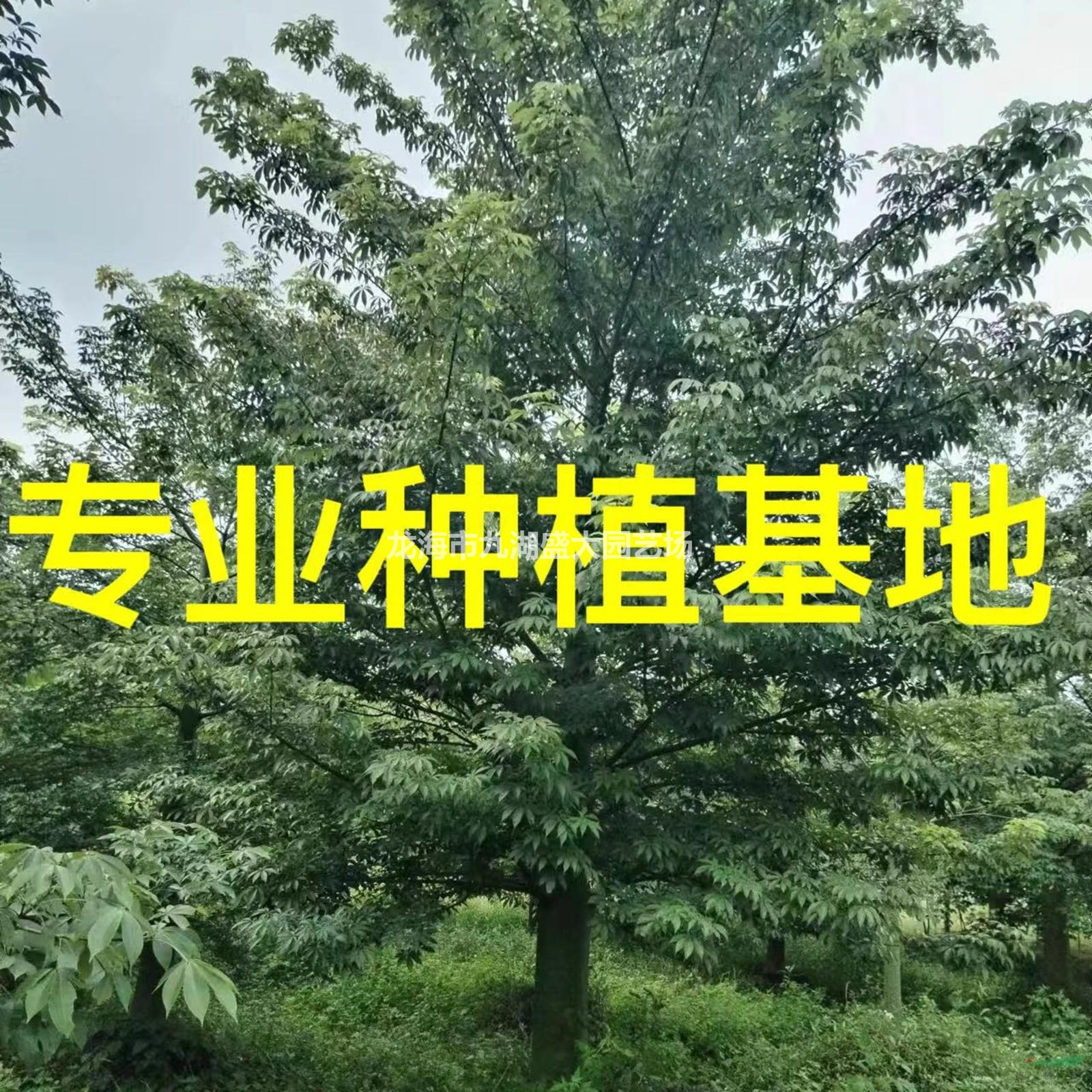 美人樹，大腹木棉基地直發(fā)，欲購從速