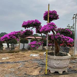 漳州供应浅紫三角梅，造型水仙紫三角梅