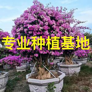 浅紫三角梅盆景福建漳州发货