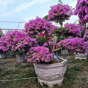 漳州专业基地供应浅紫三角梅，造型水仙紫三角梅