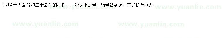 求購15、20公分樸樹