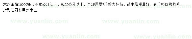 求購高35公分以上茶梅