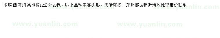 求購地徑12公分西府海棠